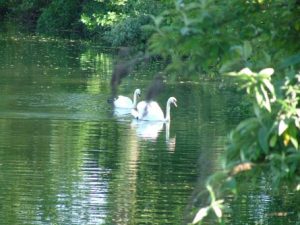 Taverham Mill